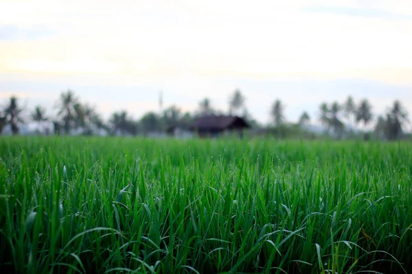 稻田中央有广阔的美丽稻田 有椰子树 有小茅屋休息 还有晨露 这些都给人留下了非凡的印象 — 图库照片