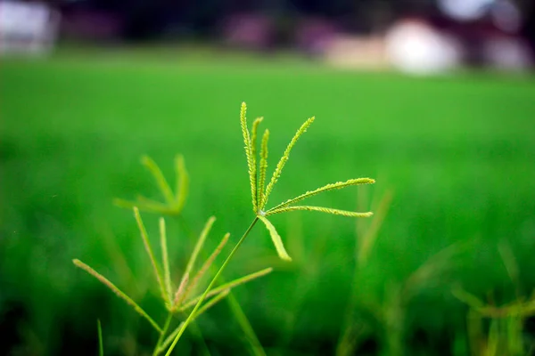 Vasta Extensión Hermosos Campos Arroz Con Cocoteros Medio Los Campos — Foto de Stock