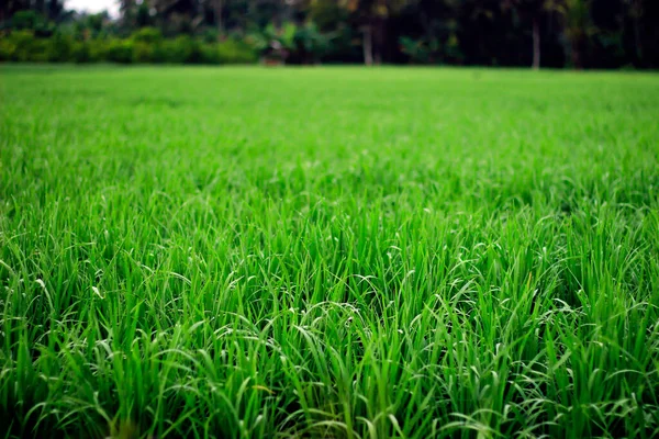 Vasta Extensión Hermosos Campos Arroz Con Cocoteros Medio Los Campos — Foto de Stock