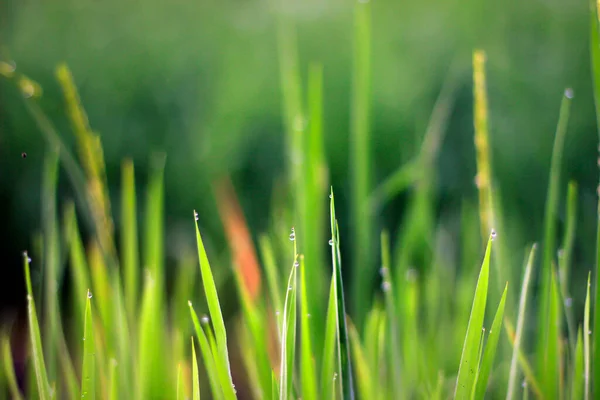 Vasta Extensión Hermosos Campos Arroz Con Cocoteros Medio Los Campos —  Fotos de Stock