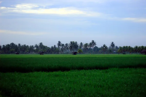Pirinç Tarlalarının Ortasında Hindistan Cevizi Ağaçları Dinlenmek Için Küçük Kulübeler — Stok fotoğraf