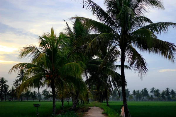 Vast Expanse Beautiful Rice Fields Coconut Trees Middle Rice Fields — Stock Photo, Image