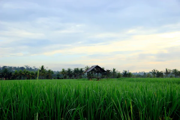 Vast Expanse Beautiful Rice Fields Coconut Trees Middle Rice Fields — стоковое фото