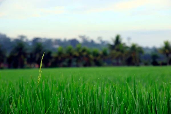 Vast Expanse Beautiful Rice Fields Coconut Trees Middle Rice Fields — Stockfoto