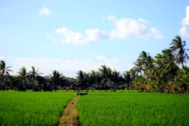 Tarlanın kenarındaki kuru otlar..