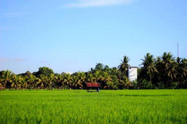 Tarlanın kenarındaki kuru otlar..