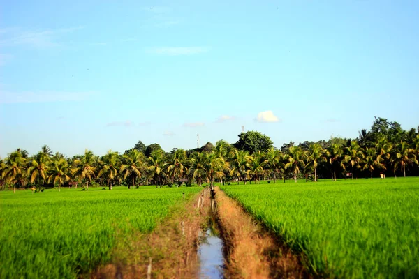 Hierba Seca Borde Del Campo — Foto de Stock