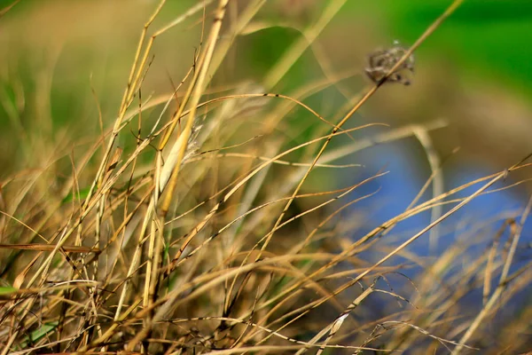 Grama Seca Borda Campo — Fotografia de Stock