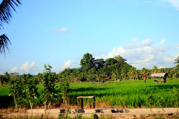 Hierba Seca Borde Del Campo — Foto de Stock