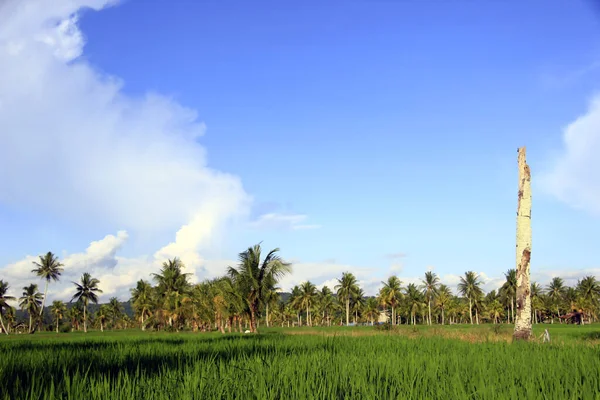 Luasnya Hamparan Sawah Yang Indah Dengan Pohon Kelapa Tengah Tengah — Stok Foto