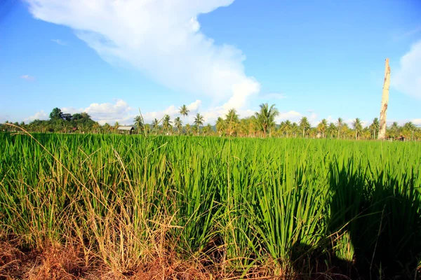 Den Vidsträckta Vidden Vackra Risfält Med Kokosnötsträd Mitt Risfälten Små — Stockfoto