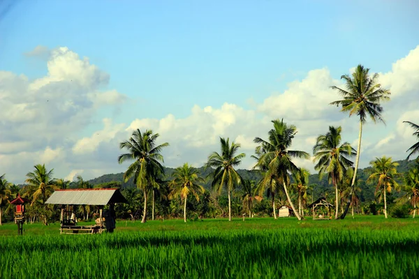 Die Riesige Weite Der Wunderschönen Reisfelder Mit Kokospalmen Inmitten Der — Stockfoto