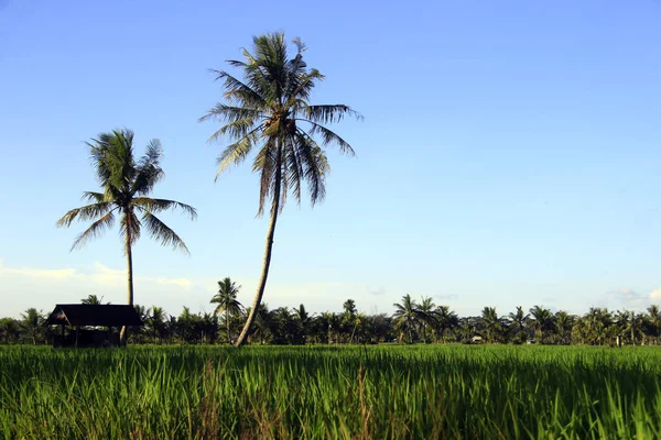 稻田中央是一片广阔的美丽稻田 有椰子树 有小茅屋休息 蓝天清澈 给人一种不同寻常的印象 — 图库照片