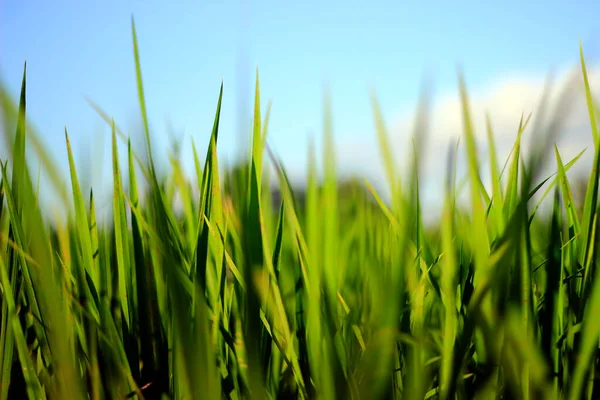 Νεαρά Φυτά Ρυζιού Στη Μέση Των Πράσινων Ορυζώνες Ένα Φωτεινό — Φωτογραφία Αρχείου