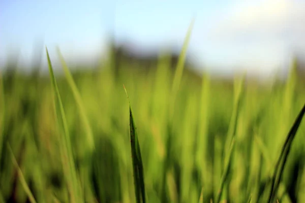Young Rice Plants Middle Green Rice Fields Bright Blue Sky — Stock Photo, Image