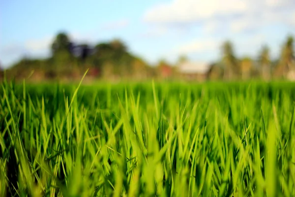 Young Rice Plants Middle Green Rice Fields Bright Blue Sky — Stock Photo, Image