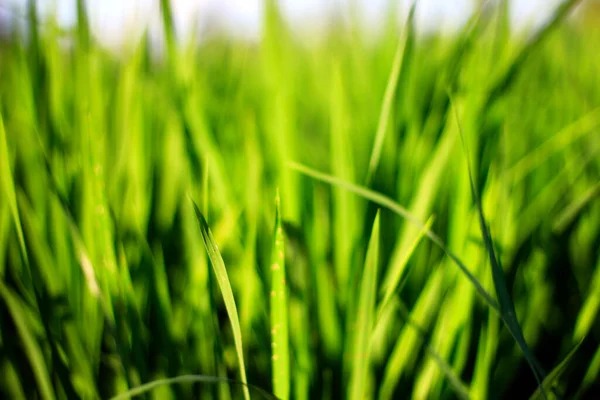 Młode Rośliny Ryżu Środku Zielonych Pól Ryżowych Jasnym Błękitnym Niebem — Zdjęcie stockowe