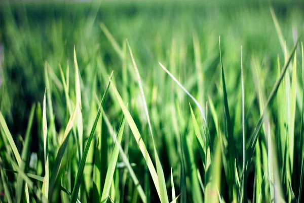在碧绿的稻田中央 有着明亮的蓝天的水稻幼苗 — 图库照片