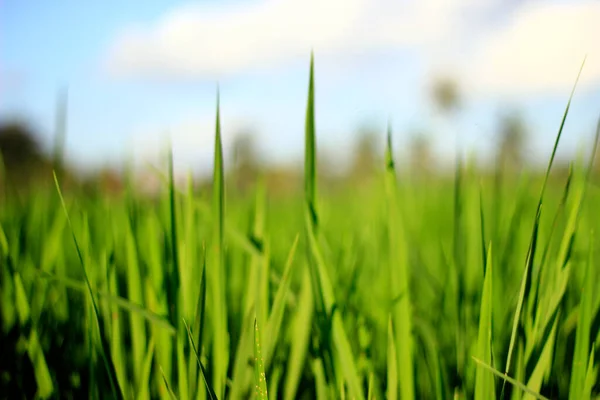 Νεαρά Φυτά Ρυζιού Στη Μέση Των Πράσινων Ορυζώνες Ένα Φωτεινό — Φωτογραφία Αρχείου