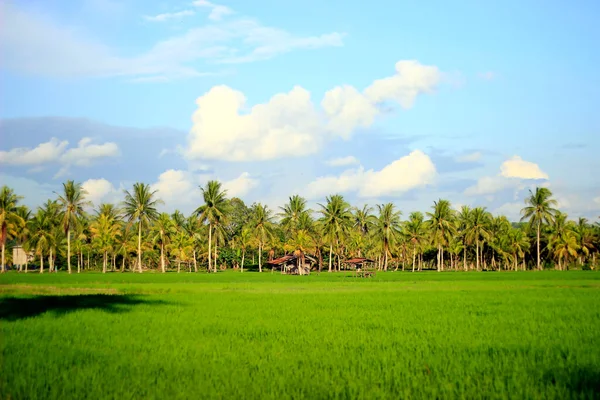 광활하게 펼쳐져 아름다운 중앙에 코코넛 나무가 휴식을 취하고 하늘을 별장들은 — 스톡 사진