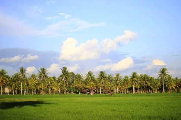 Vast Expanse Beautiful Rice Fields Coconut Trees Middle Rice Fields — Stock Photo, Image