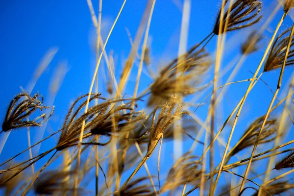 Flores Hierba Seca Que Todavía Están Pie Medio Campos Arroz —  Fotos de Stock