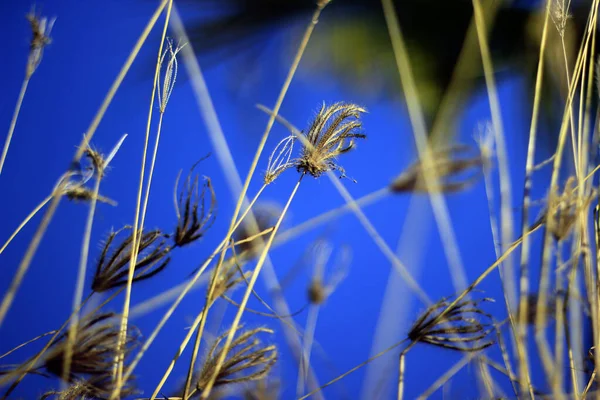 Flores Grama Seca Que Ainda Estão Altas Meio Campos Arroz — Fotografia de Stock