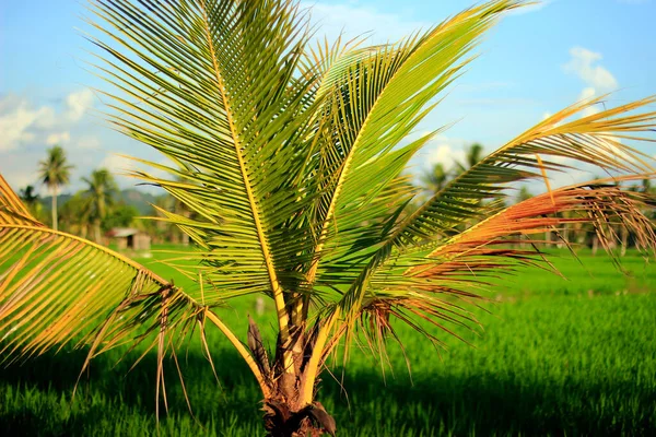 Les Cocotiers Jaunes Luxuriants Sont Milieu Des Rizières Ciel Clair — Photo