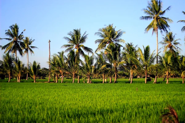 Vast Expanse Beautiful Rice Fields Coconut Trees Middle Rice Fields — Stock Photo, Image