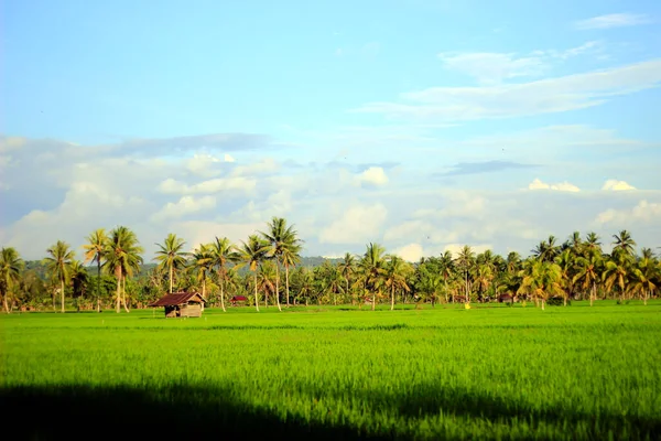 광활하게 펼쳐져 아름다운 중앙에 코코넛 나무가 휴식을 취하고 하늘을 별장들은 — 스톡 사진