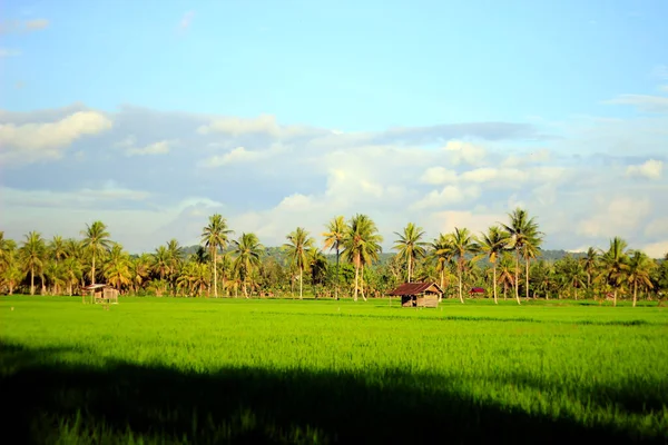 Vast Expanse Beautiful Rice Fields Coconut Trees Middle Rice Fields — Stock Photo, Image