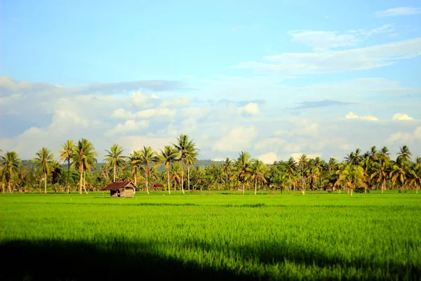 Vast Expanse Beautiful Rice Fields Coconut Trees Middle Rice Fields — ストック写真