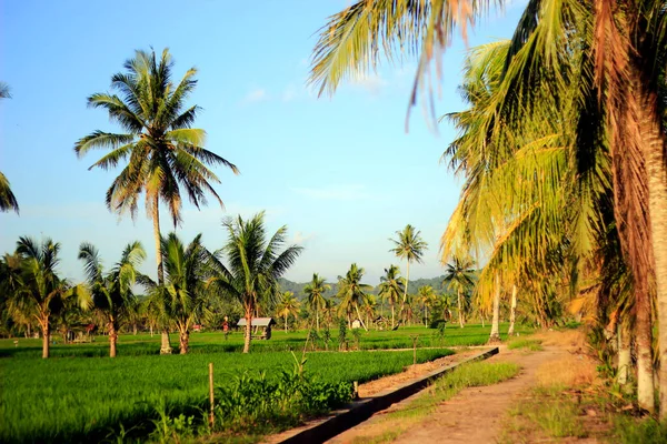 Vast Expanse Beautiful Rice Fields Coconut Trees Middle Rice Fields — Stock Photo, Image