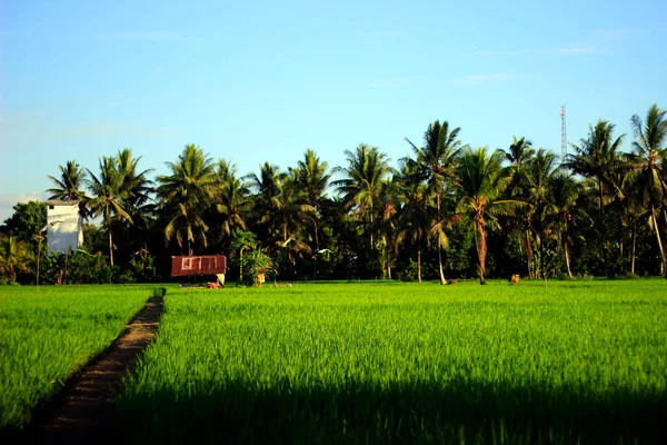 Die Riesige Weite Der Wunderschönen Reisfelder Mit Kokospalmen Inmitten Der — Stockfoto