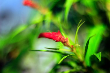Komşunun bahçesinde yetişen Boroco bitkisinin (Celosia argentea L) çiçeği çok güzeldir ve doğal bitkisel ilaçlar için kullanılabilir..
