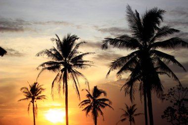 Coconut trees with a nice sunset background.