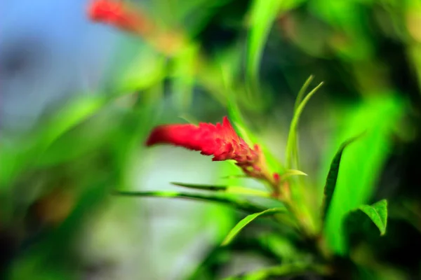 Flower Boroco Plant Celosia Argentea Grows Neighbor Yard Very Beautiful — Stock Photo, Image