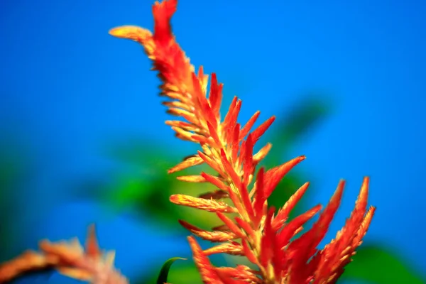 Flower Boroco Plant Celosia Argentea Grows Neighbor Yard Very Beautiful — Stok fotoğraf