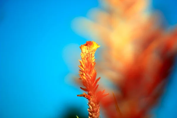 Flower Boroco Plant Celosia Argentea Grows Neighbor Yard Very Beautiful — 图库照片