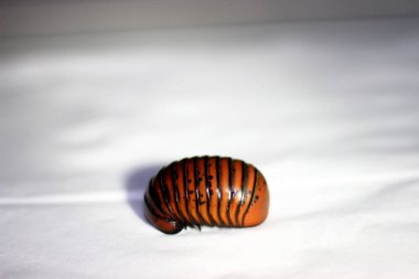 Pill Millipede is one of the millipede animals and this animal does not have a spine.