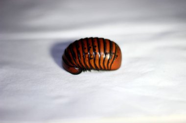 Pill Millipede is one of the millipede animals and this animal does not have a spine.
