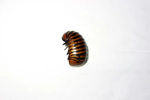 Pill Millipede One Millipede Animals Animal Does Have Spine — Stockfoto