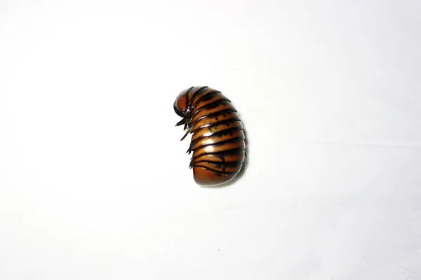 Pill Millipede Однією Мільйонних Тварин Тварина Має Хребта — стокове фото