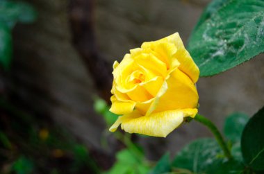 Bahçedeki yeşil çalıların üzerindeki sarı gül goncasını kapat. Bekar Rosa Landora seçici odak noktasını kapat. Sevgililer günü için sarı bir gül resmi, hediye, düğün