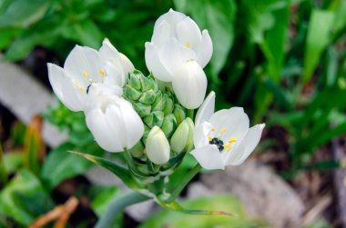 Ornithogalum Arabicum tomurcuğu, Beytüllahim Yıldızı, Arap Yıldızçiçeği, daha az pelerinli. Arap gözü seçici odak noktasını kapatır. Güzel Yapraklı Güzel Doğal Tropikal Bitki