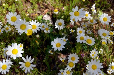 Yeşil çayır arka planında vahşi beyaz papatya
