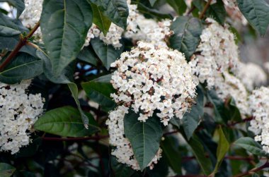 Güzel tropikal kelebek çalılarının üzerinde uçan arı.