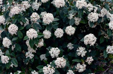 Arka planda bir sürü beyaz Asya tropik çiçekleri var.