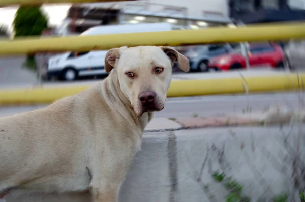 Alone sad stray dog confused and nervous in traffic with blurred background, selective focus sad animal concept