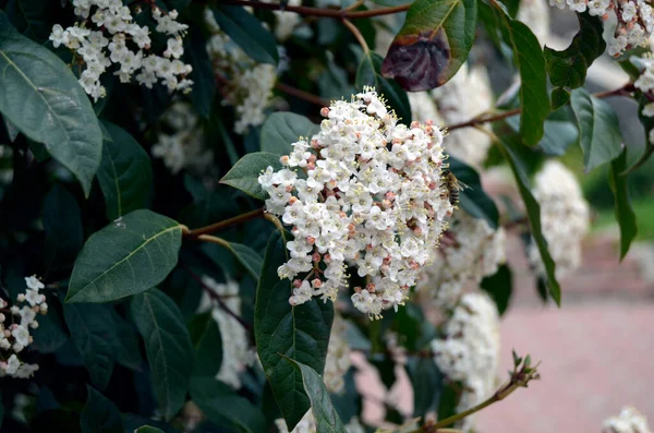 Biene Steht Auf Weißen Wilden Asiatischen Tropischen Schmetterlingsblüten — Stockfoto